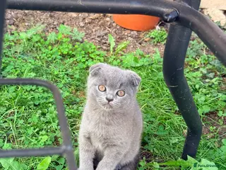 British Shorthair cats Scotish fold /British shorthair kittens - Advert 5