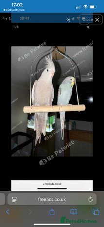 Cockatiels birds - Advert 1