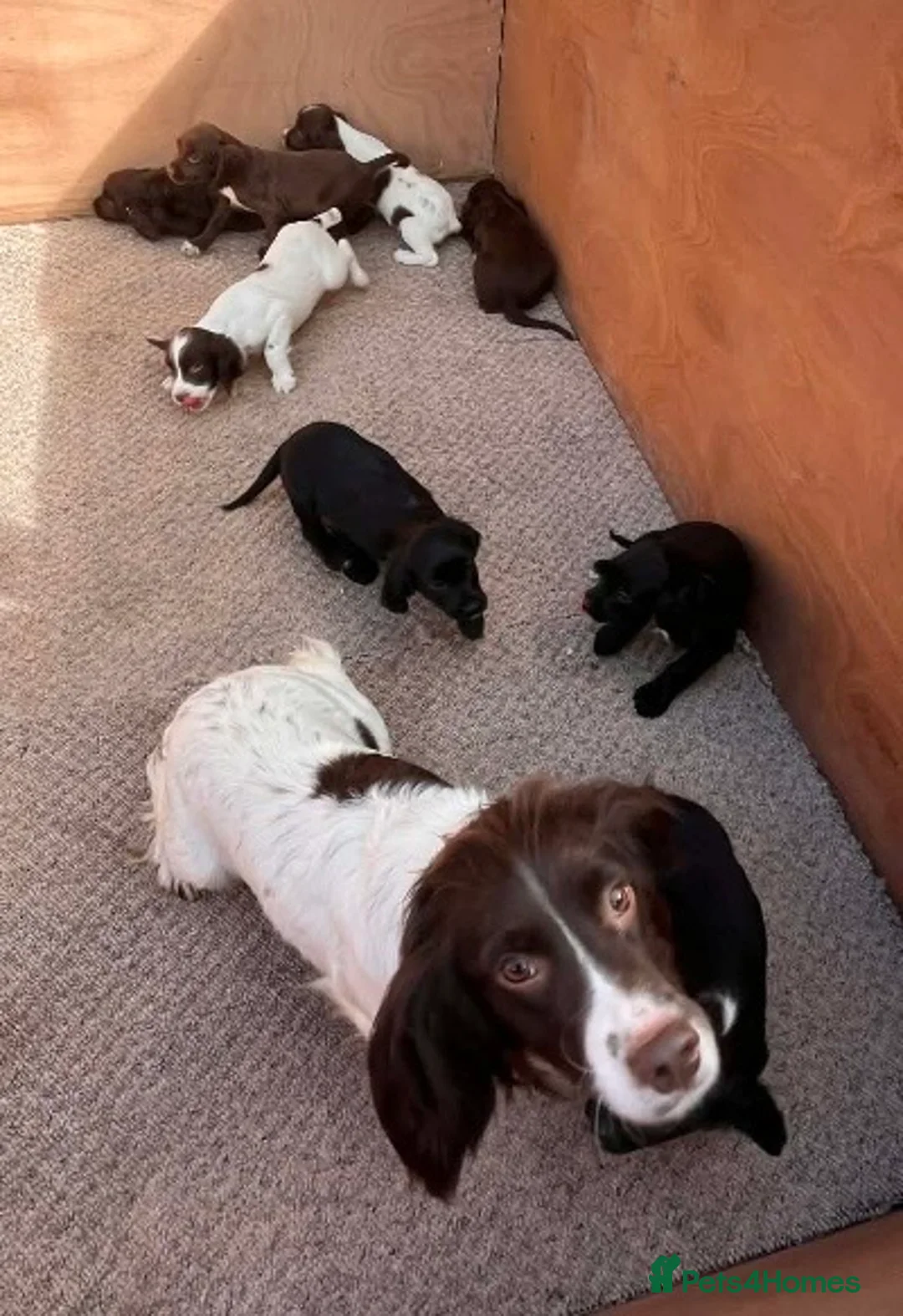 Sprocker dogs for sale: Beautiful Litter of Homebred Sprocker Spaniel Pups in Helston - Advert 2