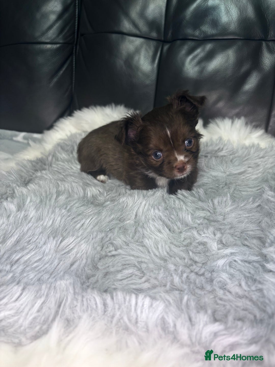 Chihuahua dogs for sale: Stunning tiny Chihuahua puppy’s male female  - Advert 9