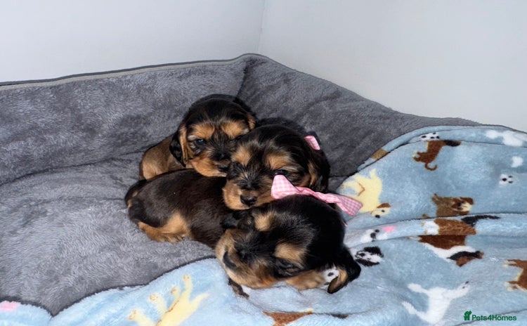 Cocker Spaniel dogs Beautiful SHOW TYPE COCKER puppy’s READY TO LEAVE  - Advert 1