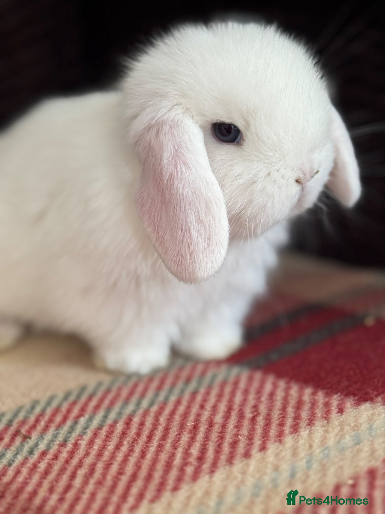 Mini Lop rabbits Lovely mini lop & lion lop babies (vaccinated) - Advert 2