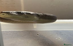 Python Snake reptiles for sale: 1.1 olive pythons  - Image 1
