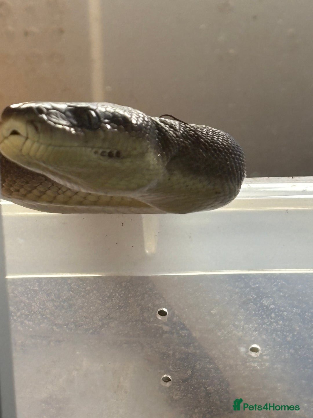 Python Snake reptiles for sale: 1.1 olive pythons  - Image 1