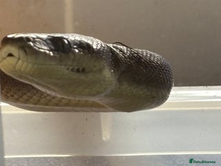 Python Snake reptiles 1.1 olive pythons - Advert 9