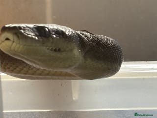 Python Snake reptiles 1.1 olive pythons - Advert 4