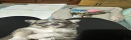 Chihuahua dogs for sale: Beautiful long-haired chihuahuas  - Advert 20