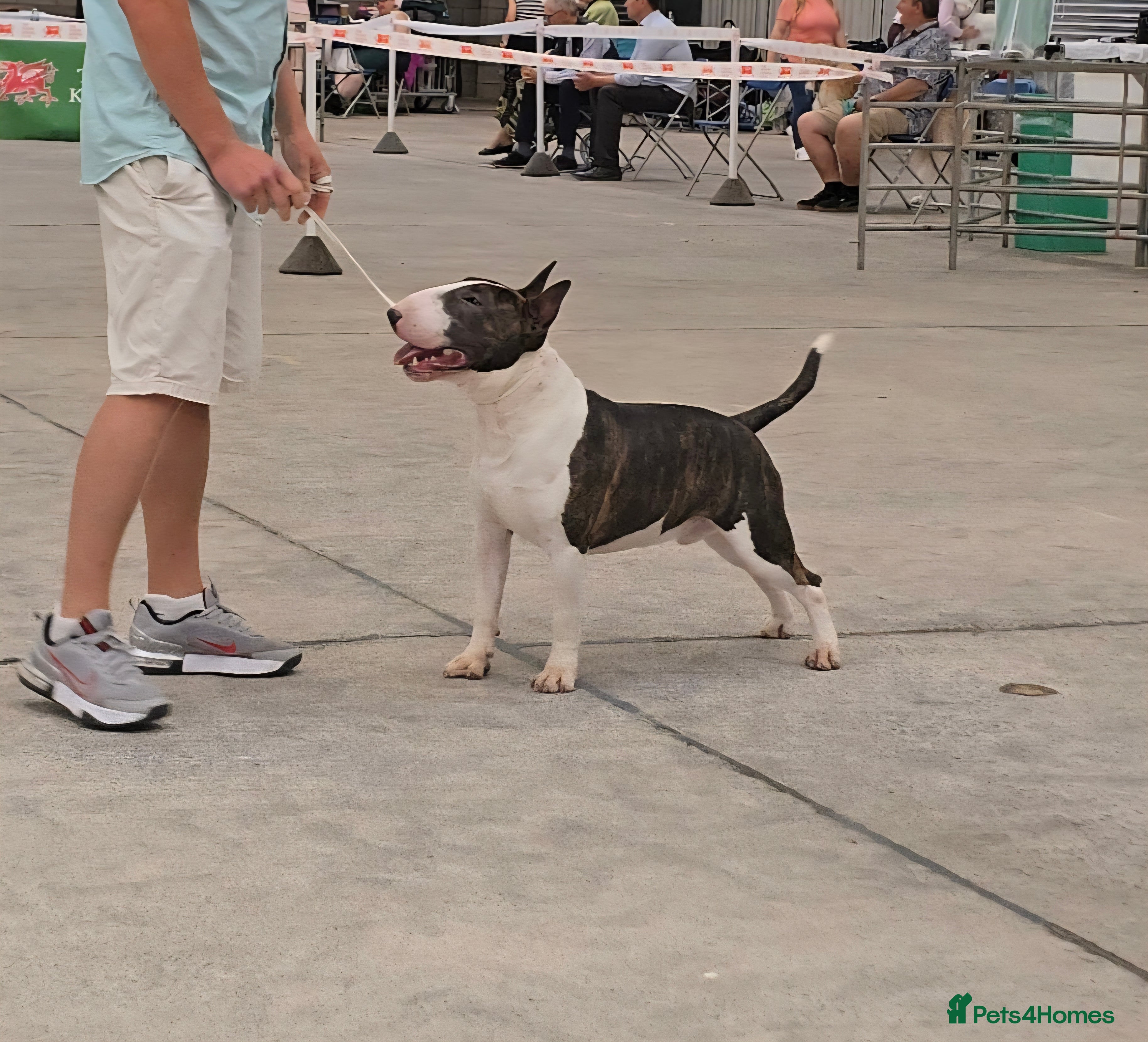 English Bull Terrier dogs TOP PEDIGREE IN UK, CRUFTS QUALIFIER, CHAMP FAMILY - Advert 1