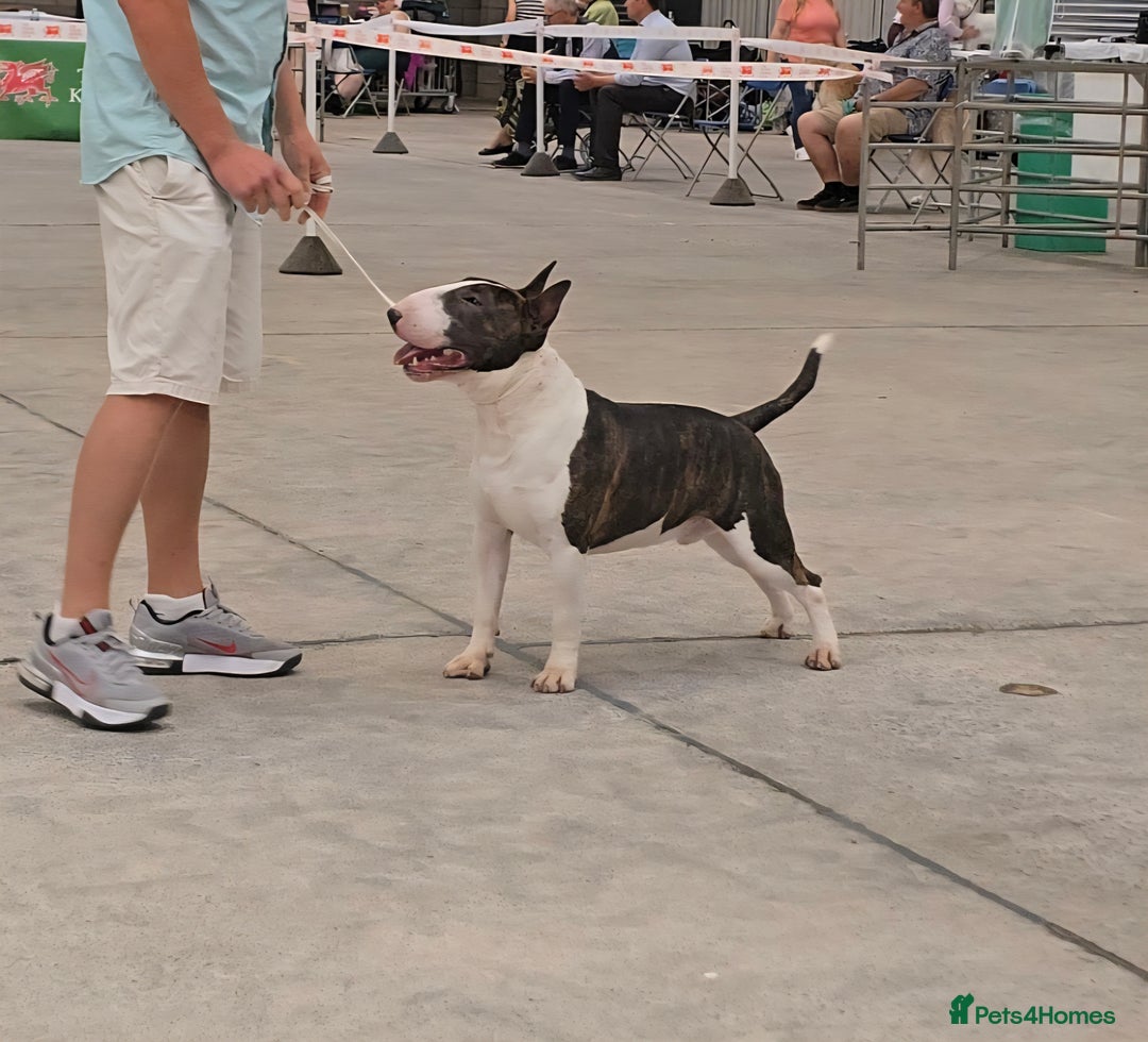 English Bull Terrier dogs for stud: Very strong pedigree , stud dog available now  - Image 4