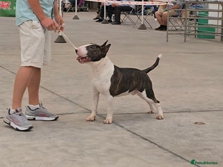 English Bull Terrier dogs TOP PEDIGREE IN UK, CRUFTS QUALIFIER, CHAMP FAMILY - Advert 1