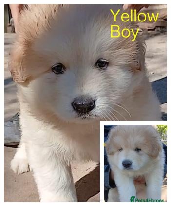 German Shepherd dogs Beautiful Chunky German Shepherd Puppies - Advert 2