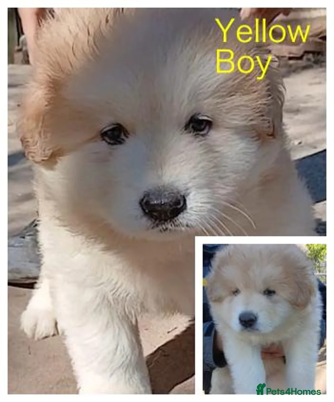 German Shepherd dogs for sale: Beautiful Chunky German Shepherd Puppies - Advert 1