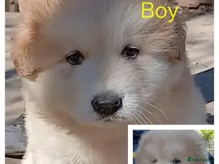 German Shepherd dogs Beautiful Chunky German Shepherd Puppies - Advert 2