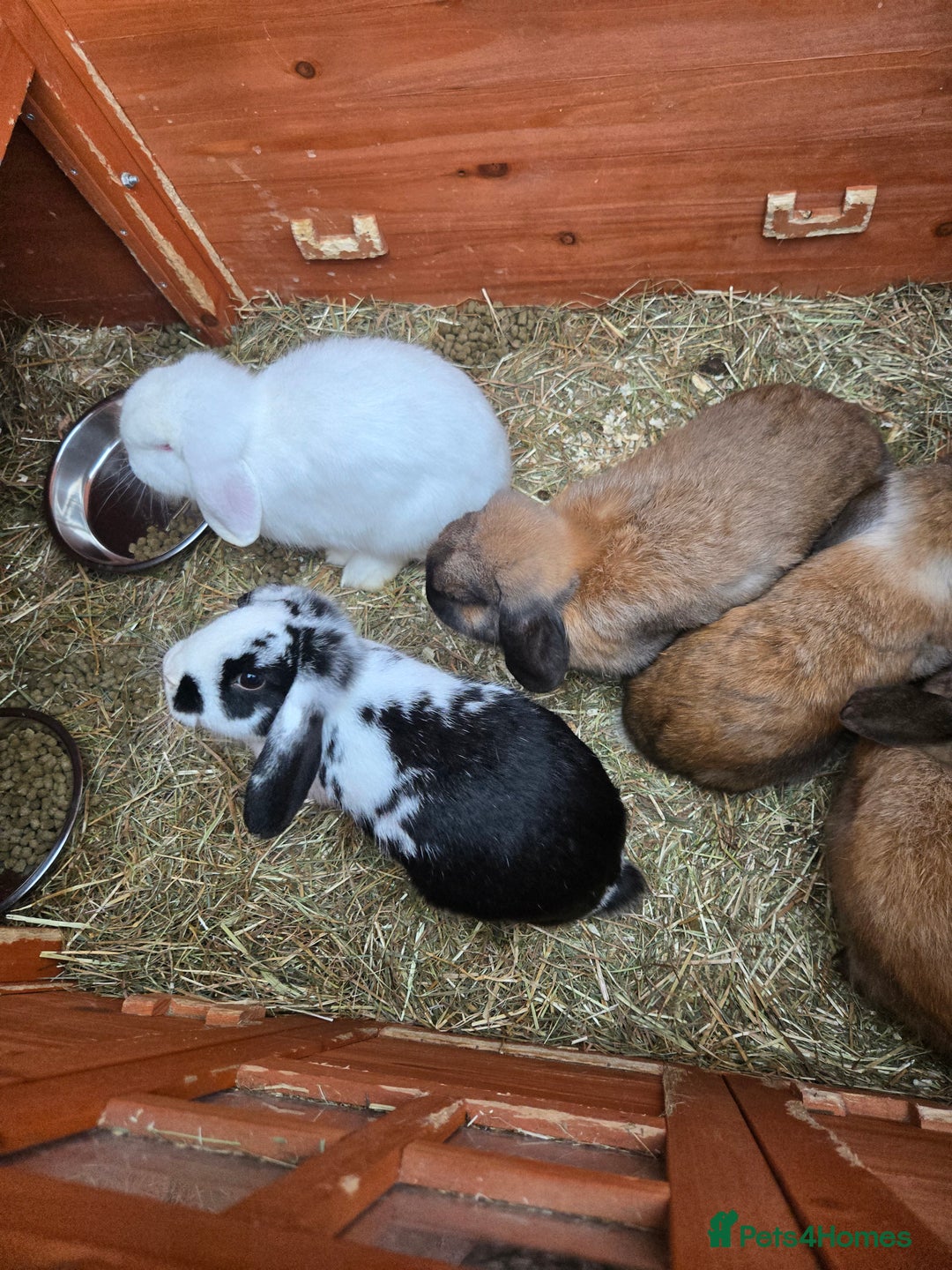 English rabbits for sale: 8 bunnies for sale - Advert 1