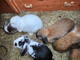 English rabbits 8 bunnies for sale - Advert 1