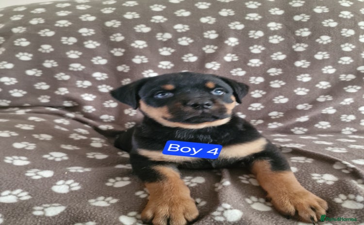 Rottweiler dogs - Advert 3