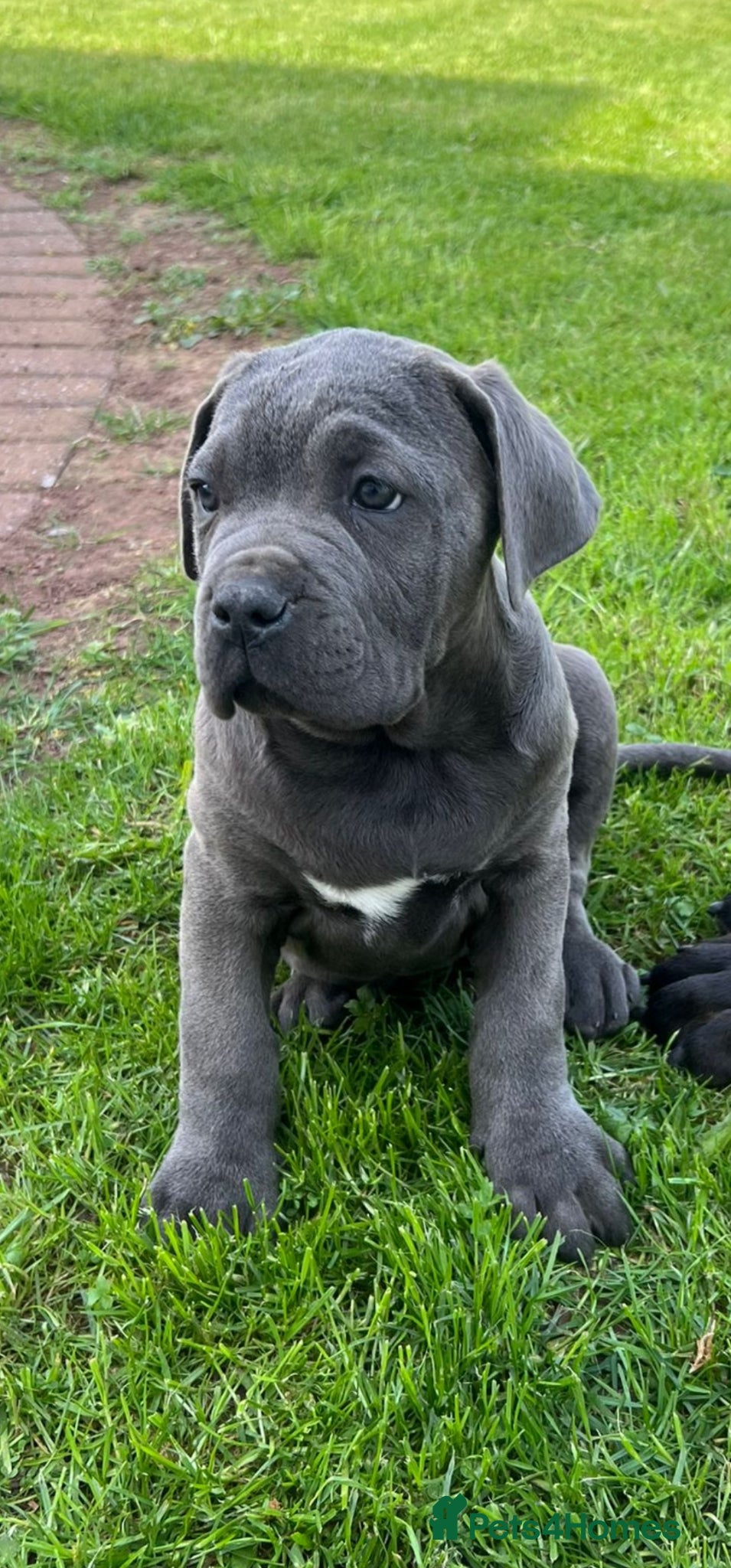 Cane Corso dogs Princess  - Advert 1