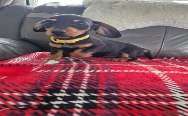 Miniature Dachshund dogs - Advert 6