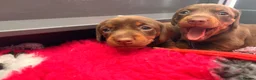 Miniature Dachshund dogs for sale: Miniature smooth chocolate dachshund - Advert 8