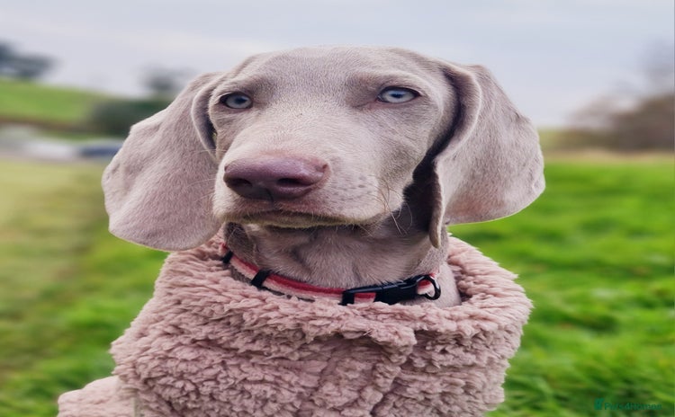 Weimaraner dogs - Advert 2