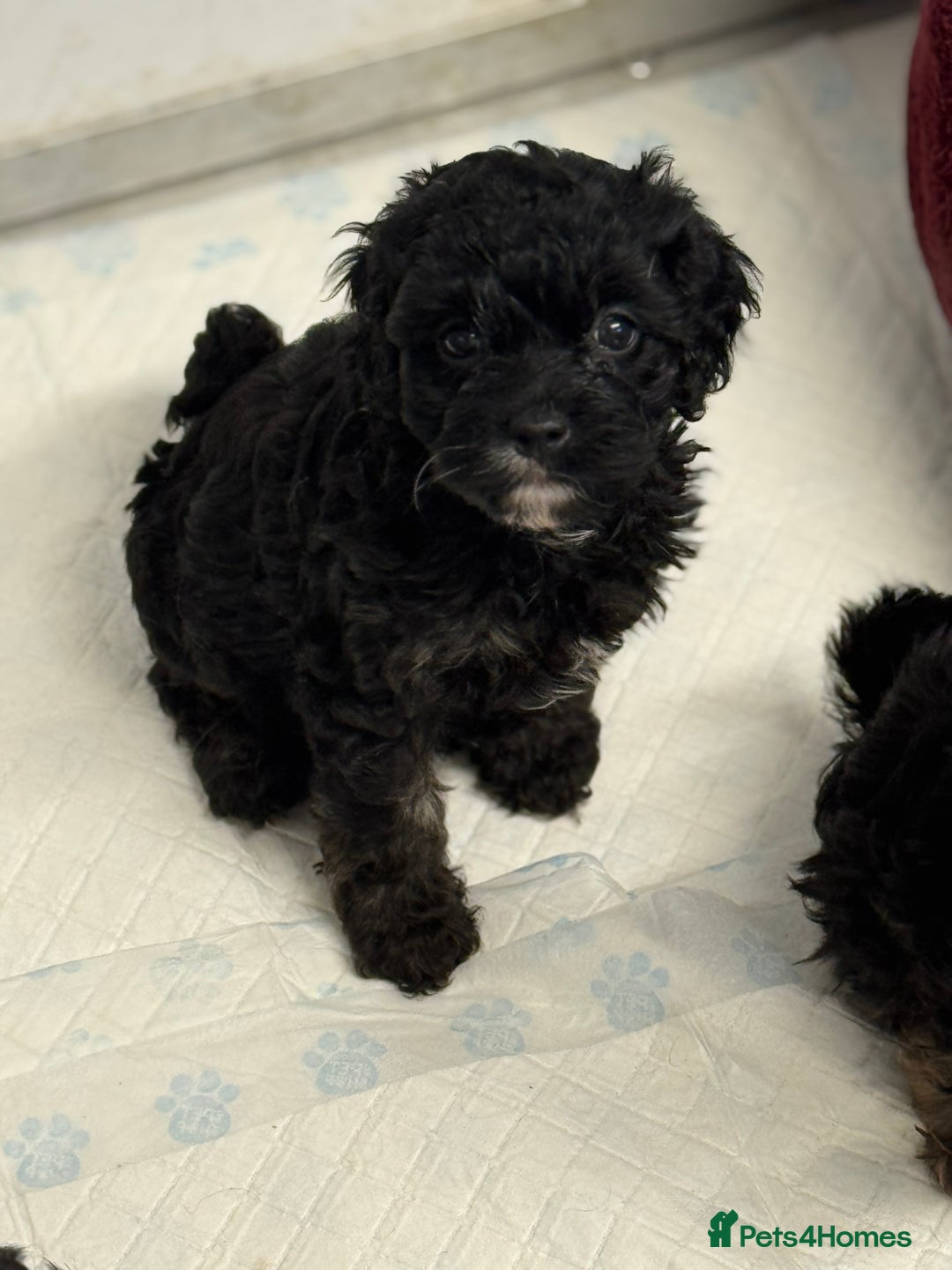 Cavapoo dogs for sale: Cavapoo puppies f1  - Advert 4
