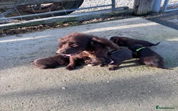 Cocker Spaniel dogs for sale: Working cocker spaniel puppies  - Image 9