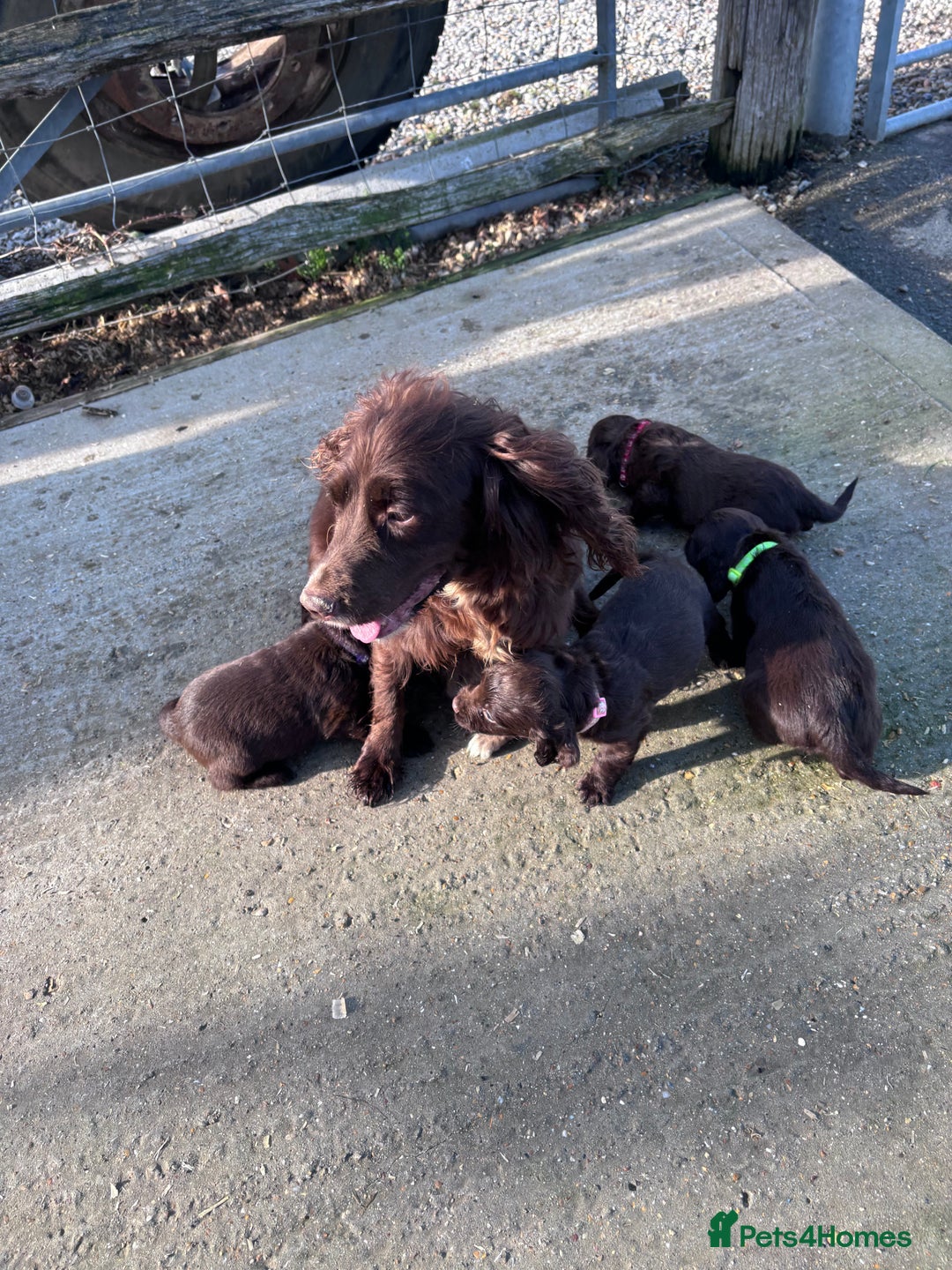 Cocker Spaniel dogs for sale: Working cocker spaniel puppies  - Image 9