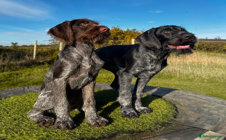 German Wirehaired Pointer dogs - Advert 1