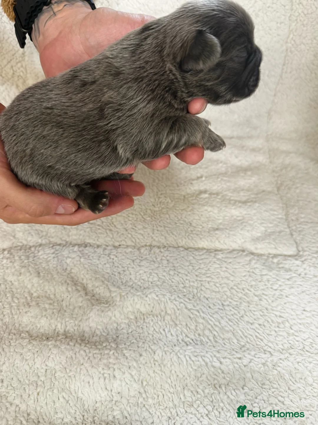 French Bulldog dogs for sale: French Bulldog Puppies – Ready in 6 Weeks - Advert 8
