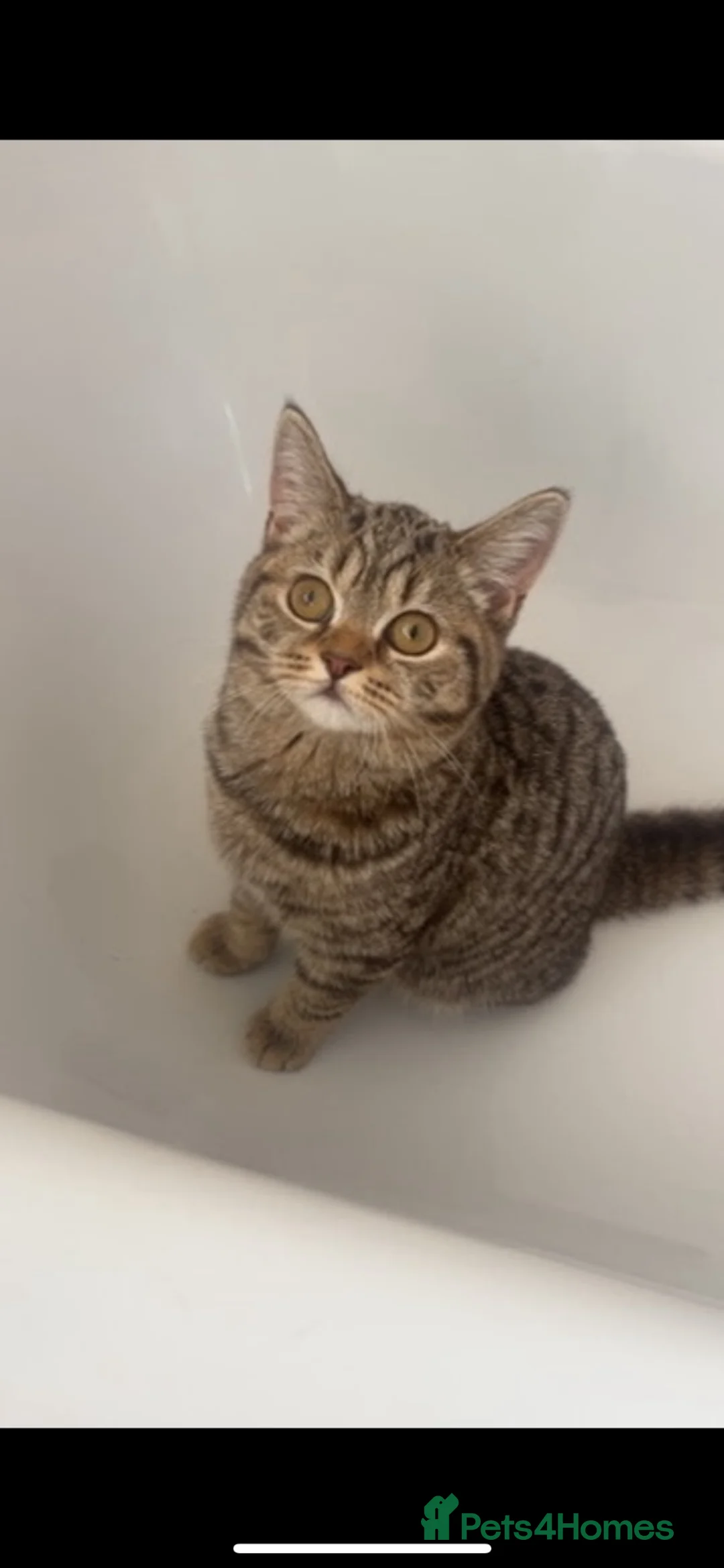 British Shorthair cats for sale: Female British shorthair - Advert 2