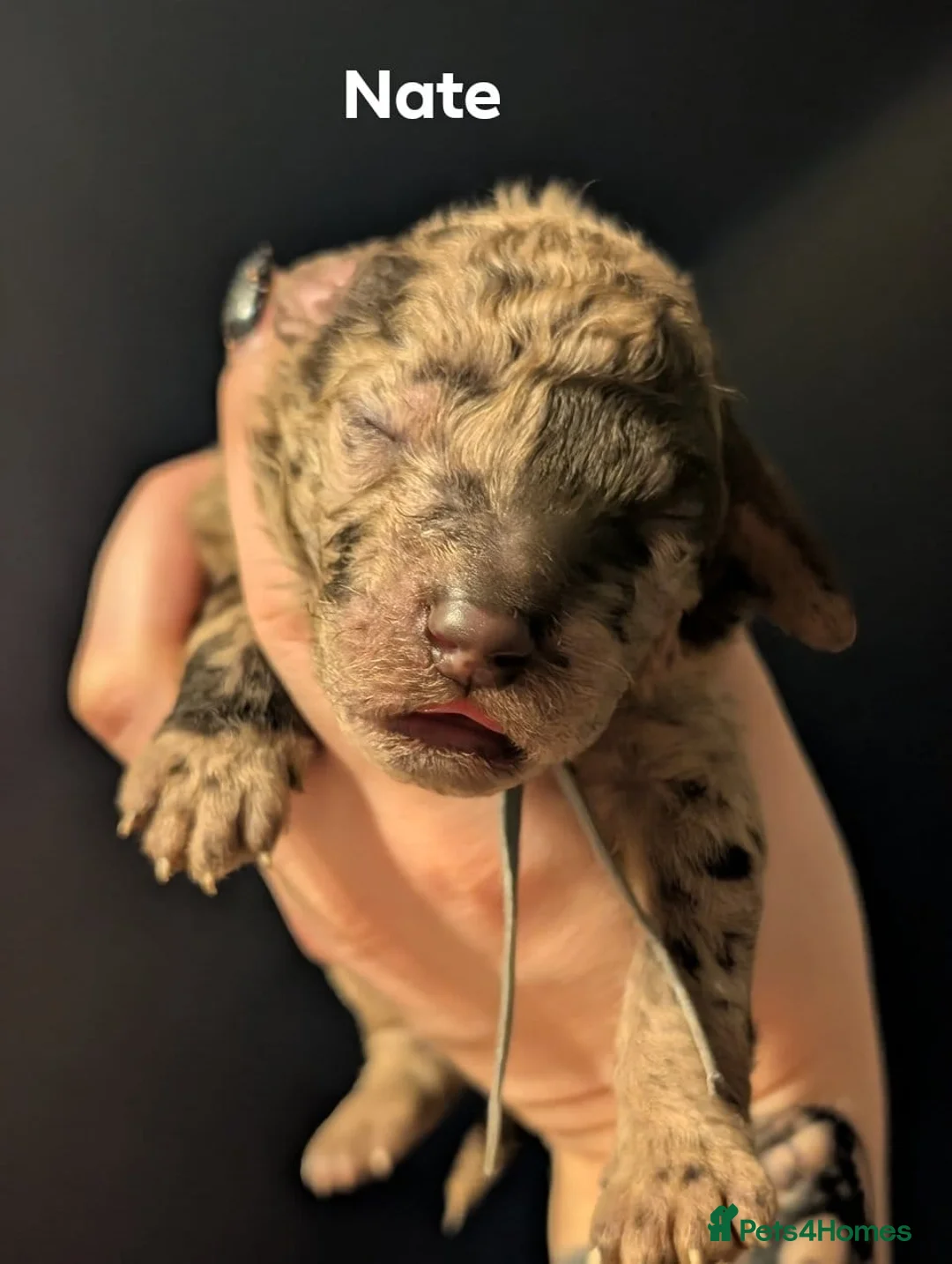 Goldendoodle dogs for sale: Unique goldendoodle puppies  - Advert 12