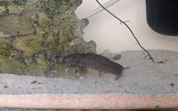 Loaches fish for sale: 2 Zebra Loach middle-aged  - Image 1