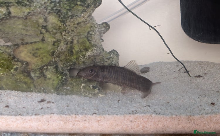 Loaches fish - Advert 1