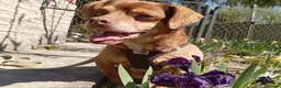 Mixed Breed dogs for adoption: 💙🐶 ALAN – LEFT BEHIND, BUT STILL RUNNING in Burton-on-Trent - Advert 8