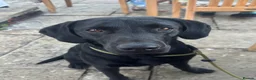 Labrador Retriever dogs for stud: KCreg Fully Health Tested compact Labrador Stud  in Wallingford - Advert 4