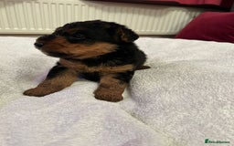Welsh Terrier dogs for sale: Stunning Health Tested KC Reg Welshie Puppies - Advert 16