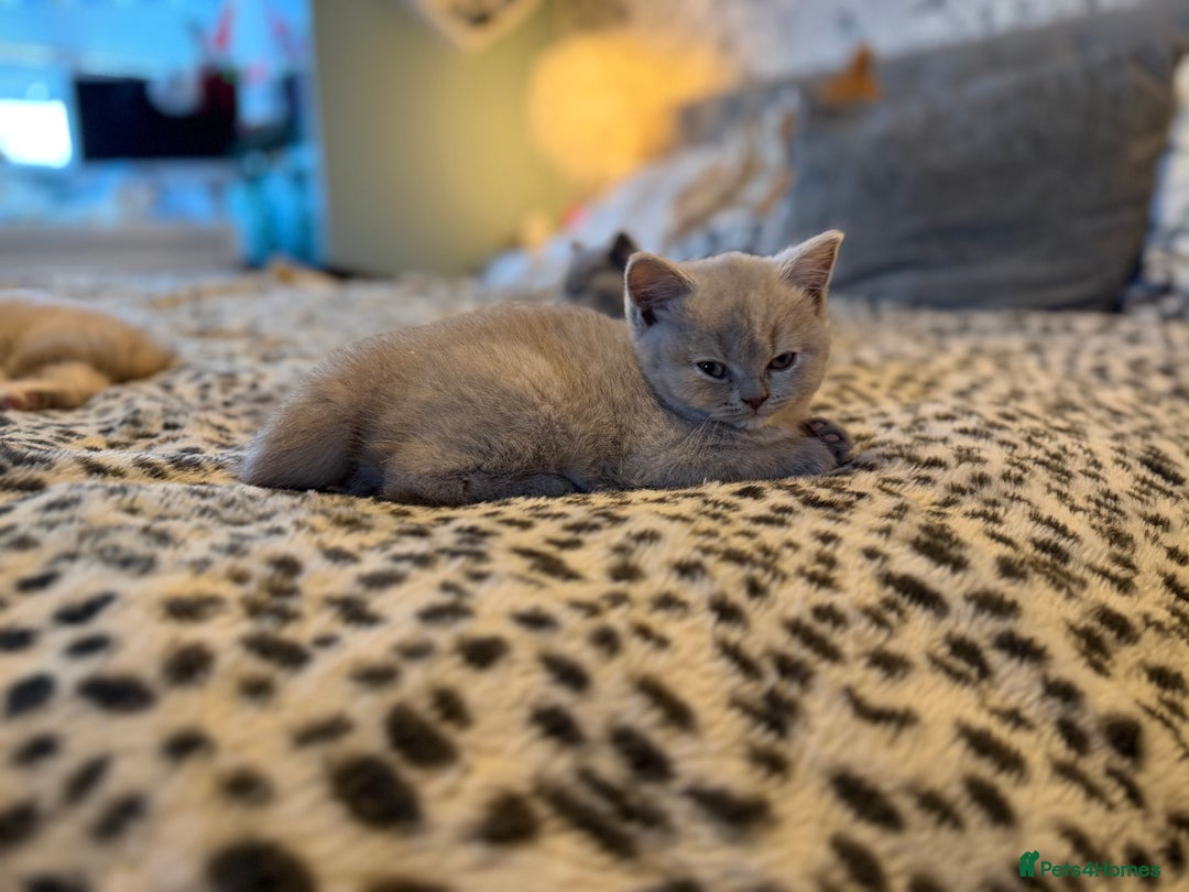 British Shorthair cats for sale: 3 Plush British shorthair kittens ❤️ - Advert 5