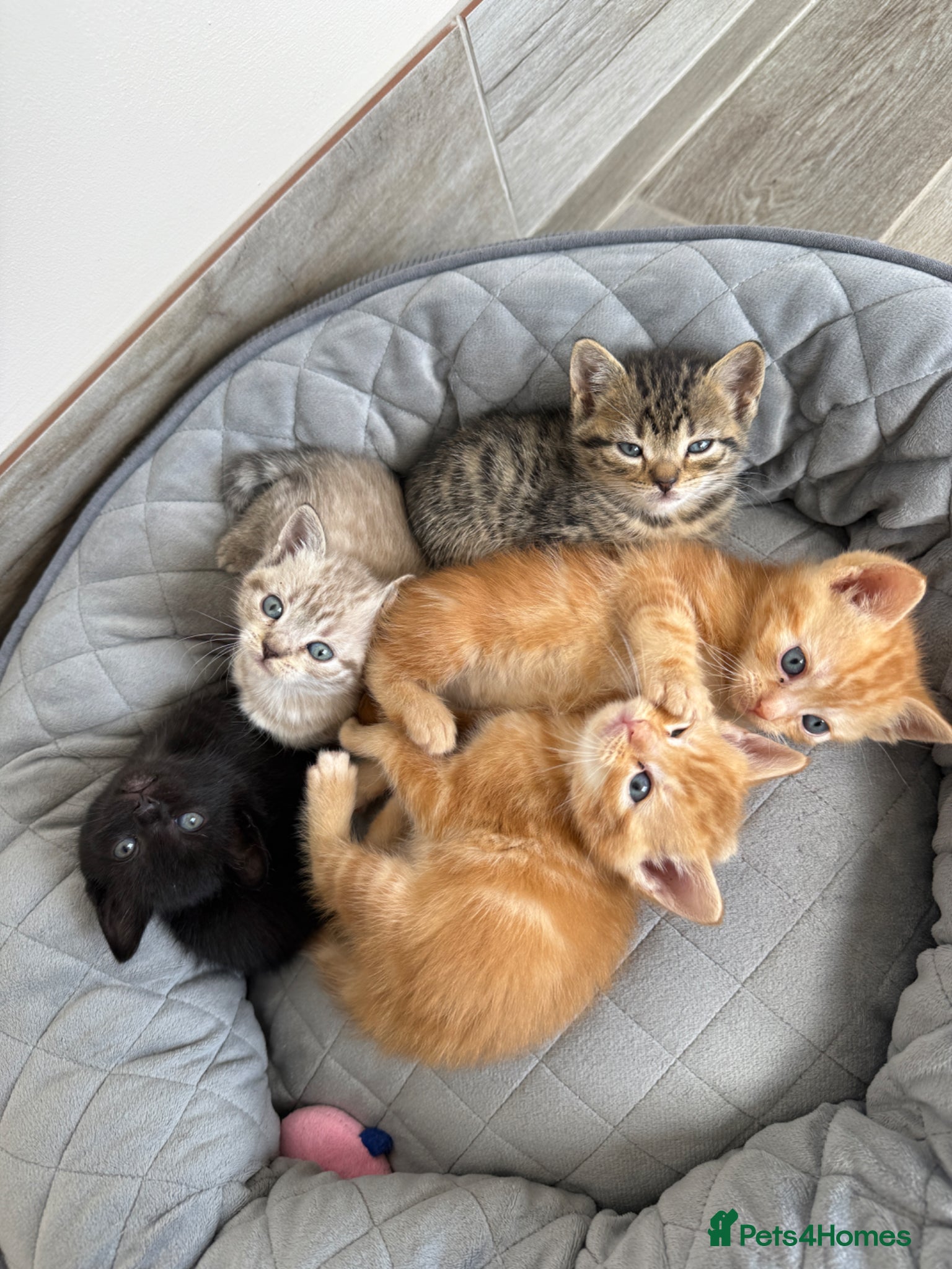 Mixed Breed cats 5 Very friendly kittens ready for a loving home - Advert 13