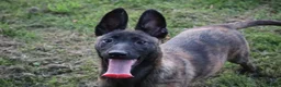 Belgian Shepherd Dog dogs for sale: Pups from world champion CHANCE - Advert 14