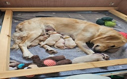 Golden Retriever dogs for sale: Beautiful golden retriever puppies - Image 3