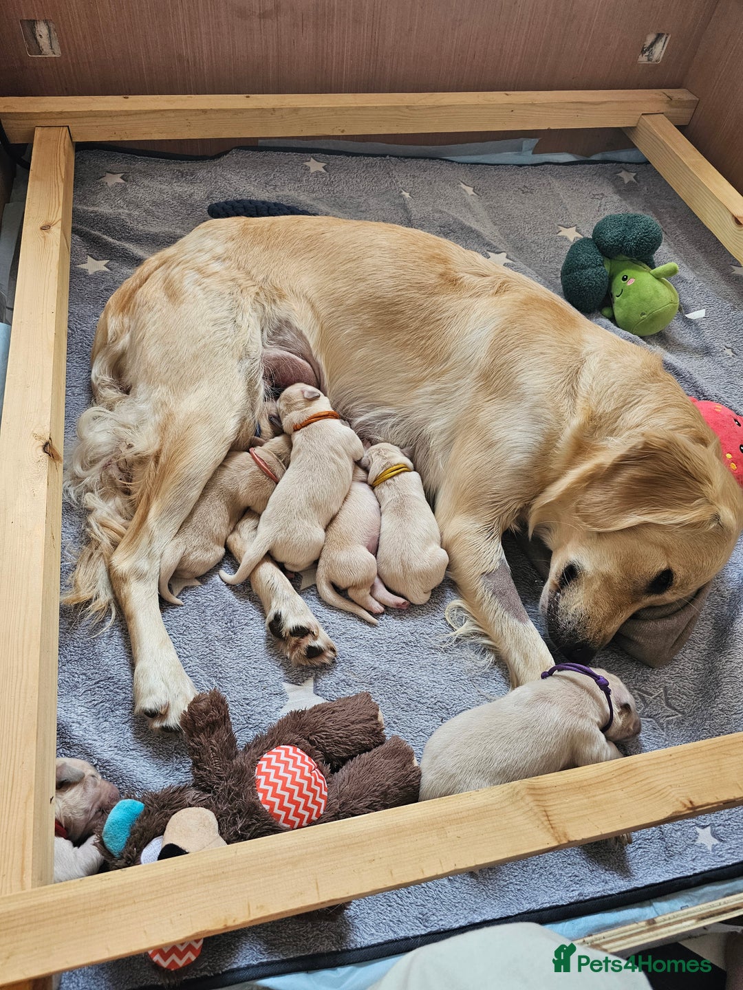 Golden Retriever dogs for sale: Beautiful golden retriever puppies - Image 3