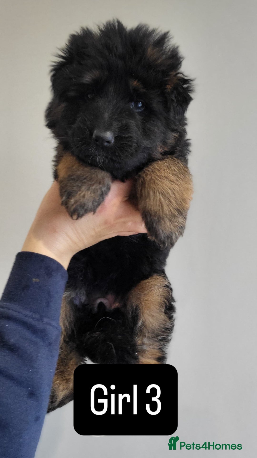 German Shepherd dogs for sale: Premium Pedigree GSD Puppies – Champion Bloodlines - Advert 10