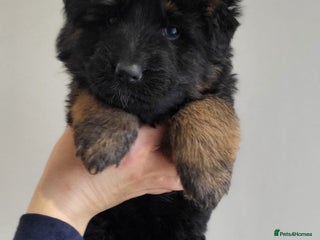 German Shepherd dogs Premium Pedigree GSD Puppies – Champion Bloodlines - Advert 5