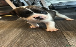 Mixed Breed dogs for sale: Old English bulldog/japanese Akita husky puppies - Image 2