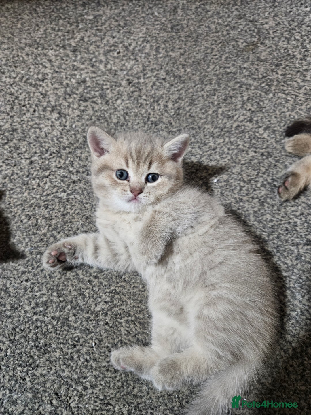 British Shorthair cats for sale: British Shorthair kittens! MALE BACK AVAILABLE!  - Advert 5