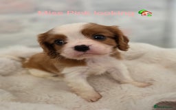 Cavalier King Charles Spaniel dogs for sale: Health tested, insured blenhiem CKCS puppies - Advert 6