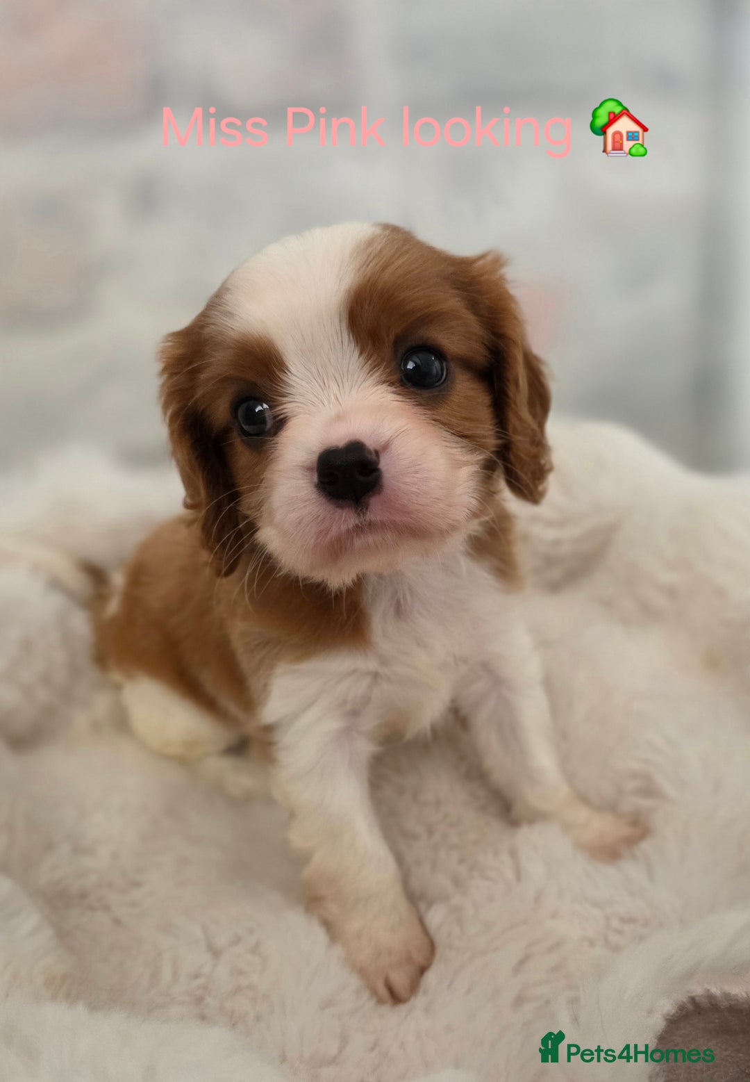 Cavalier King Charles Spaniel dogs for sale: Health tested, insured blenhiem CKCS puppies - Advert 6