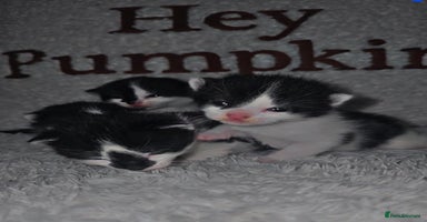 Mixed Breed cats - Advert 12
