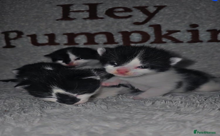 Mixed Breed cats - Advert 3