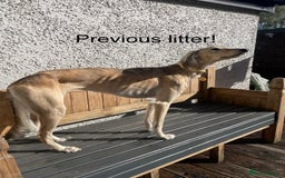 Mixed Breed dogs for sale: Stunning saluki greyhound puppies!  - Image 12